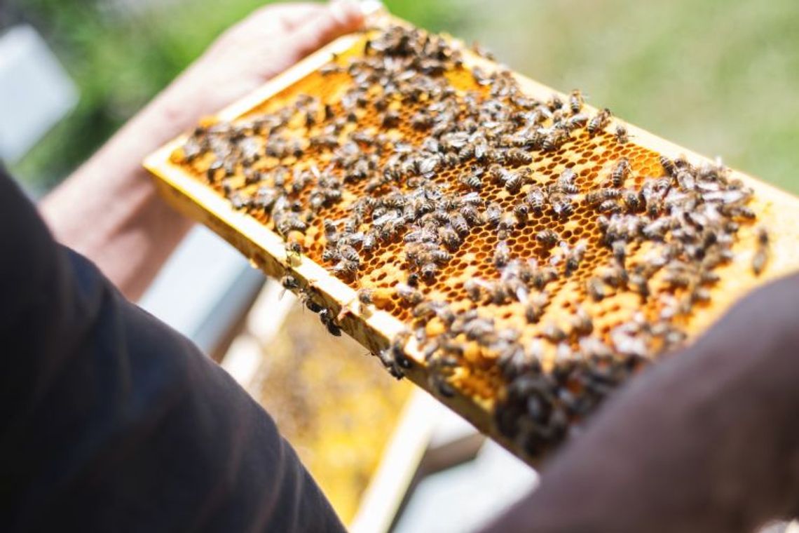 ARiMR: 20 zł do każdej rodziny pszczelej, której udało się przetrwać zimę