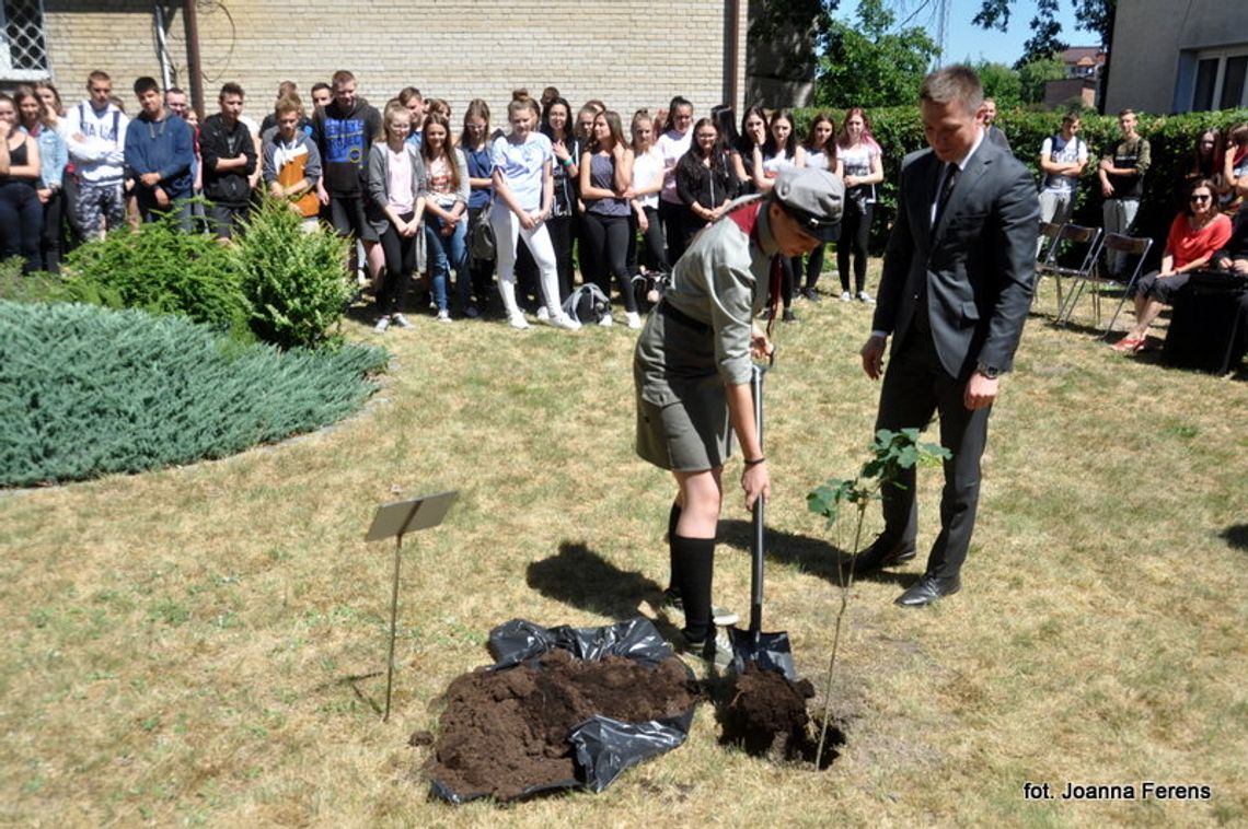 Biłgoraj. Dąb Niepodległości przy ZSZiO 