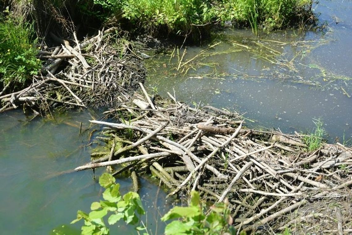 Bobry - niezwykli budowniczowie