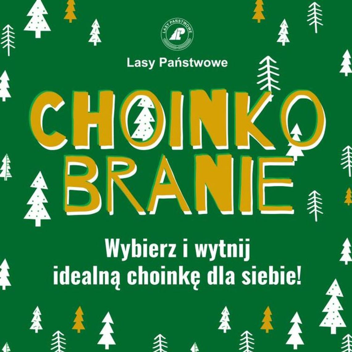 Choinkobranie w Tomaszowie Lubelskim 