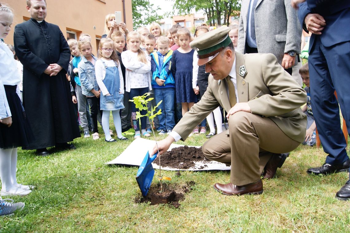 Dąb Bartek w Tomaszowie Lubelskim