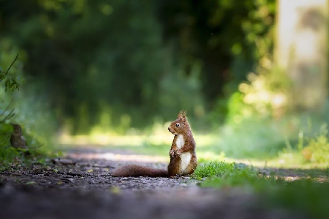 Dzikie zwierzęta przygotowują się do okresu zimowego