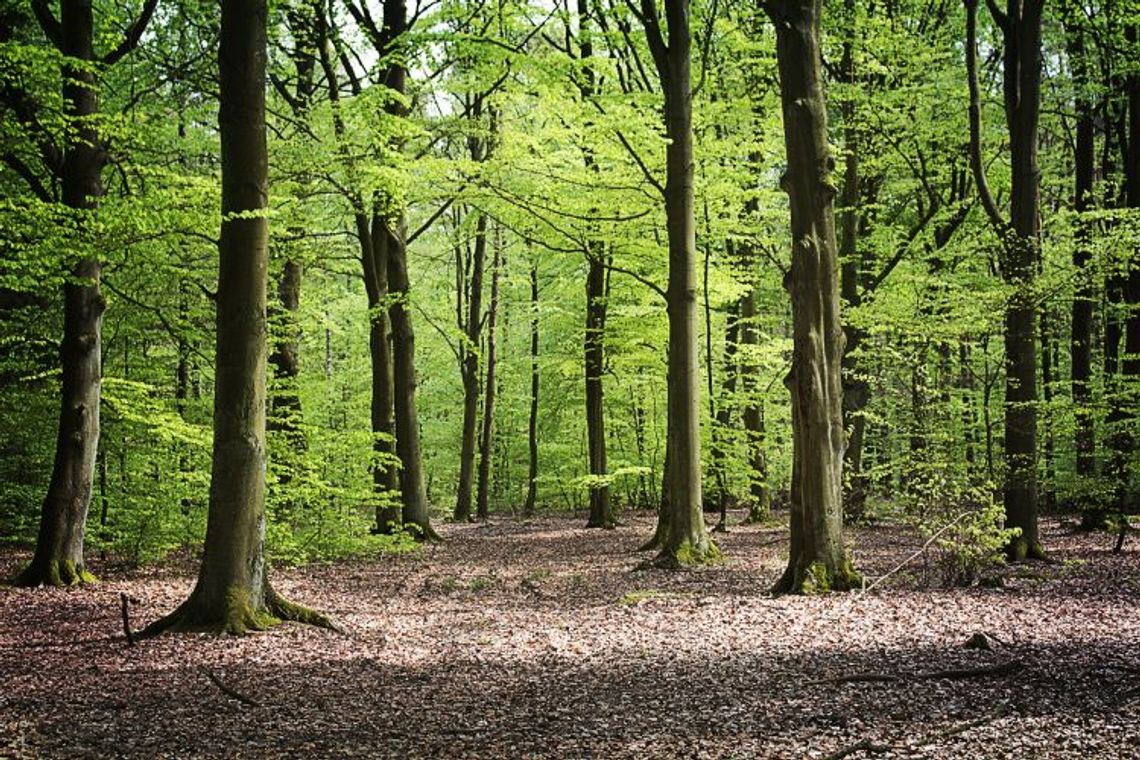 Inwestycje w lasach prywatnych – na finiszu nabór wniosków 