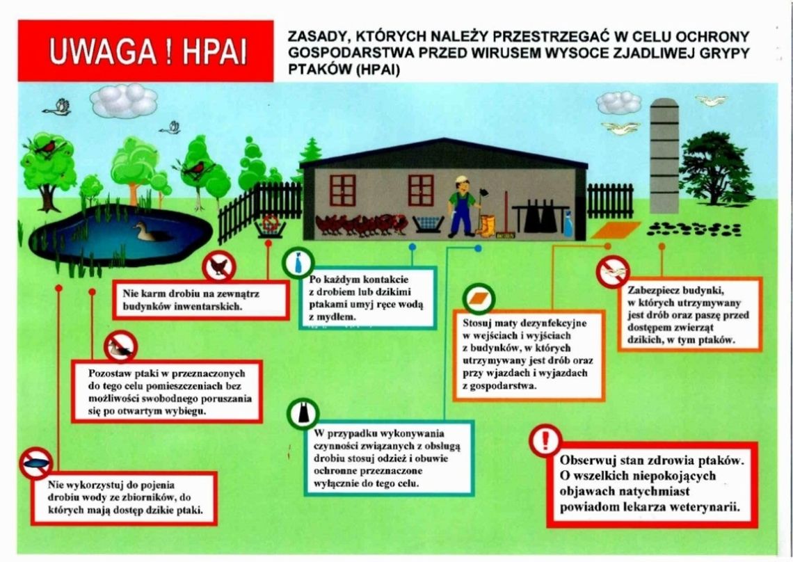 Jak zapobiegać wirusowi ptasiej grypy?