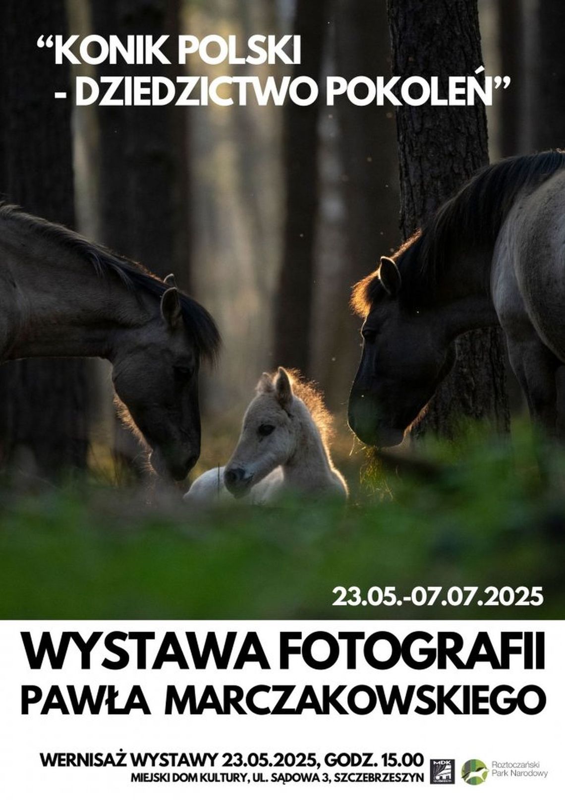 Konik polski w obiektywie – dziś startuje wystawa Pawła Marczakowskiego
