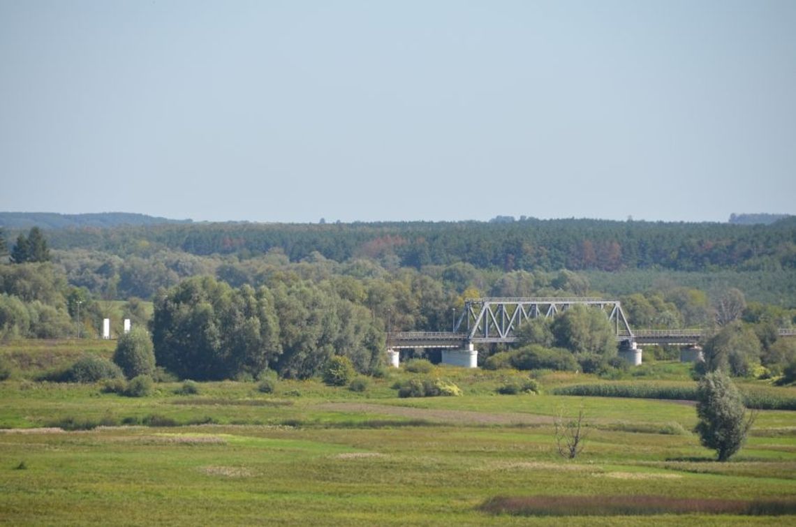 Korniki niszczą lubelskie lasy