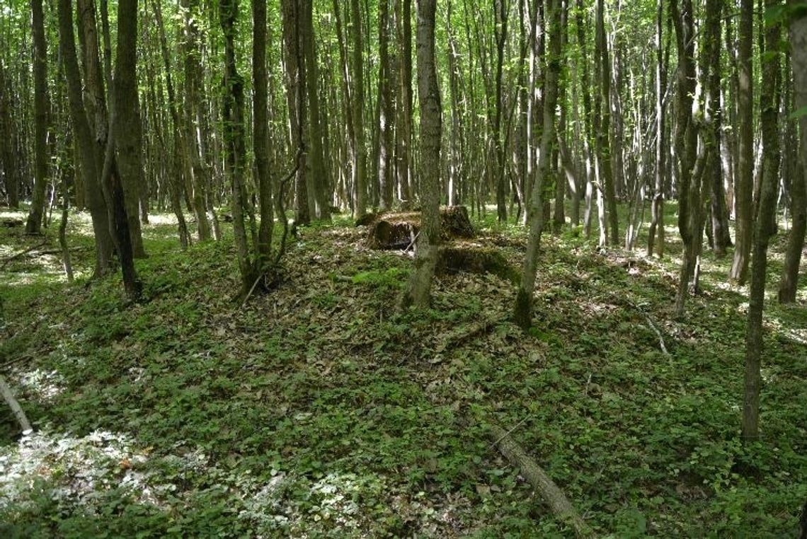 Kurhany z wczesnego średniowiecza w leśnictwie Namule