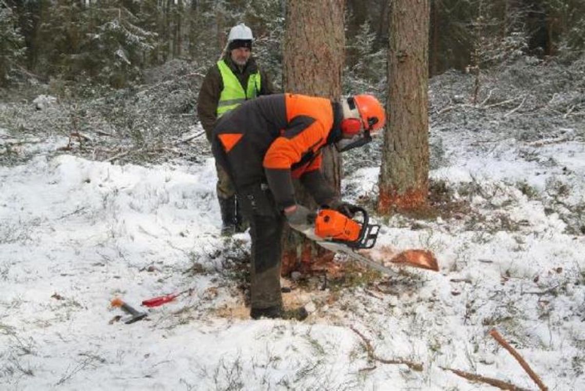 Kurs na drwala-operatora pilarki spalinowej