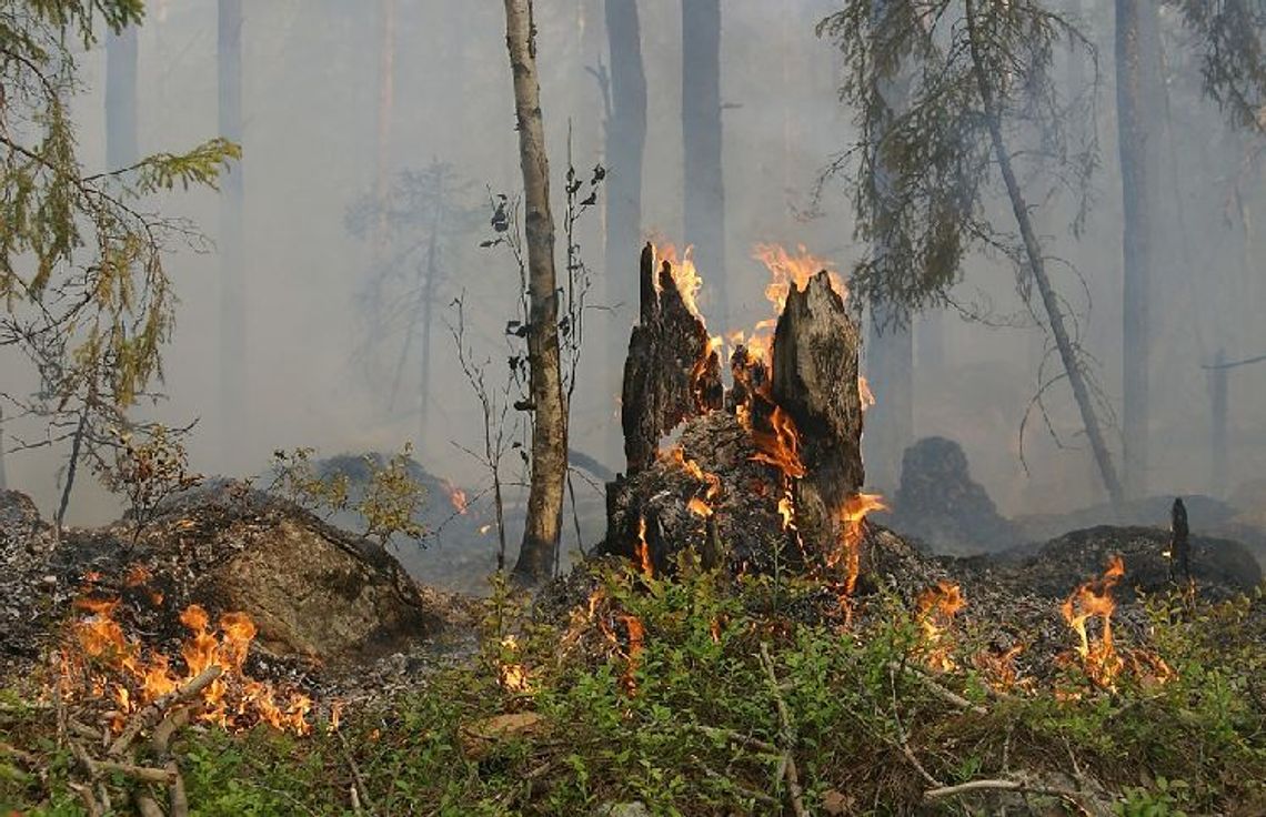 Leśnicy prowadzą ciągłe obserwacje terenów leśnych