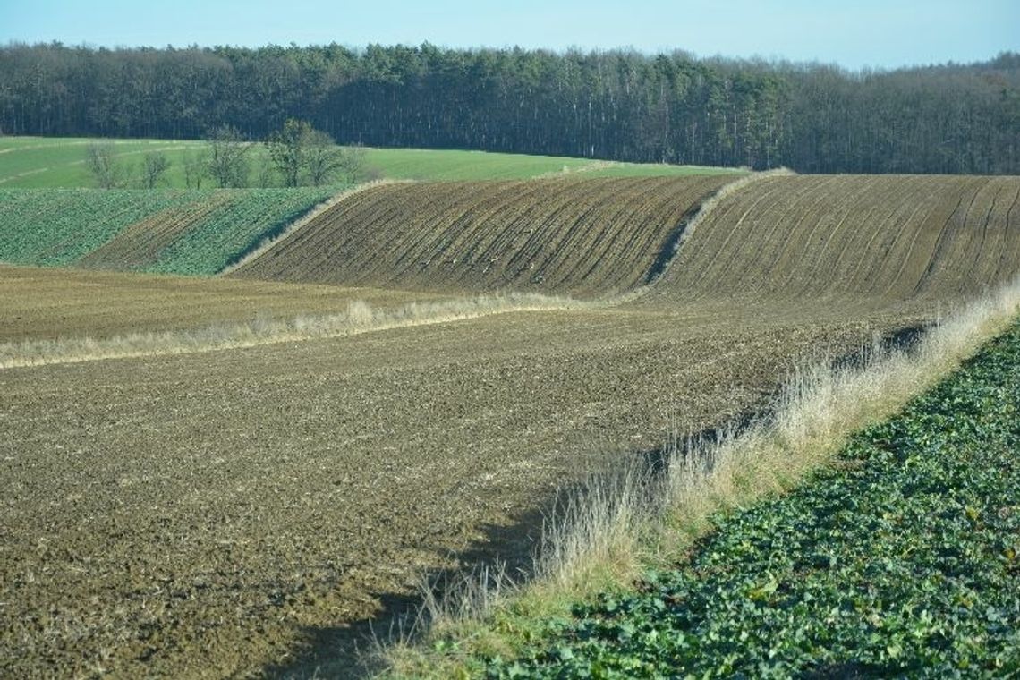 Nadleśnictwa w Polsce dokonują zakupu lasów i gruntów przeznaczonych do zalesienia