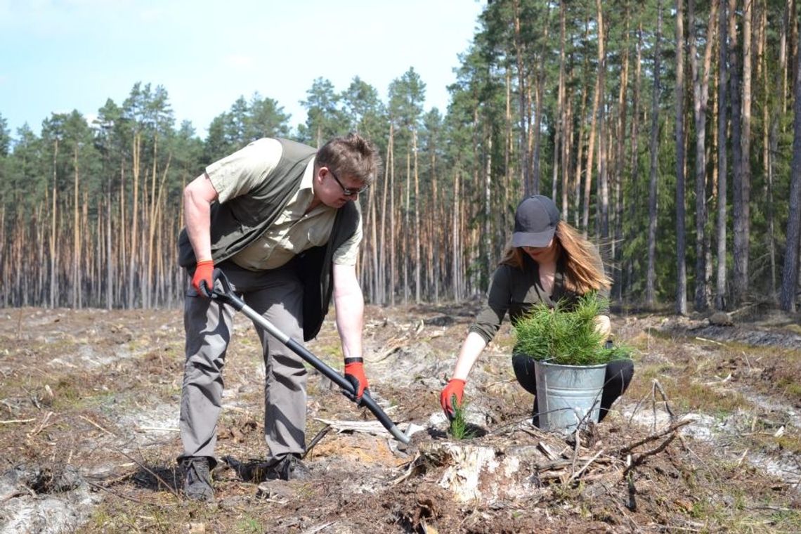 Nadleśnictwo Biłgoraj odnawia las
