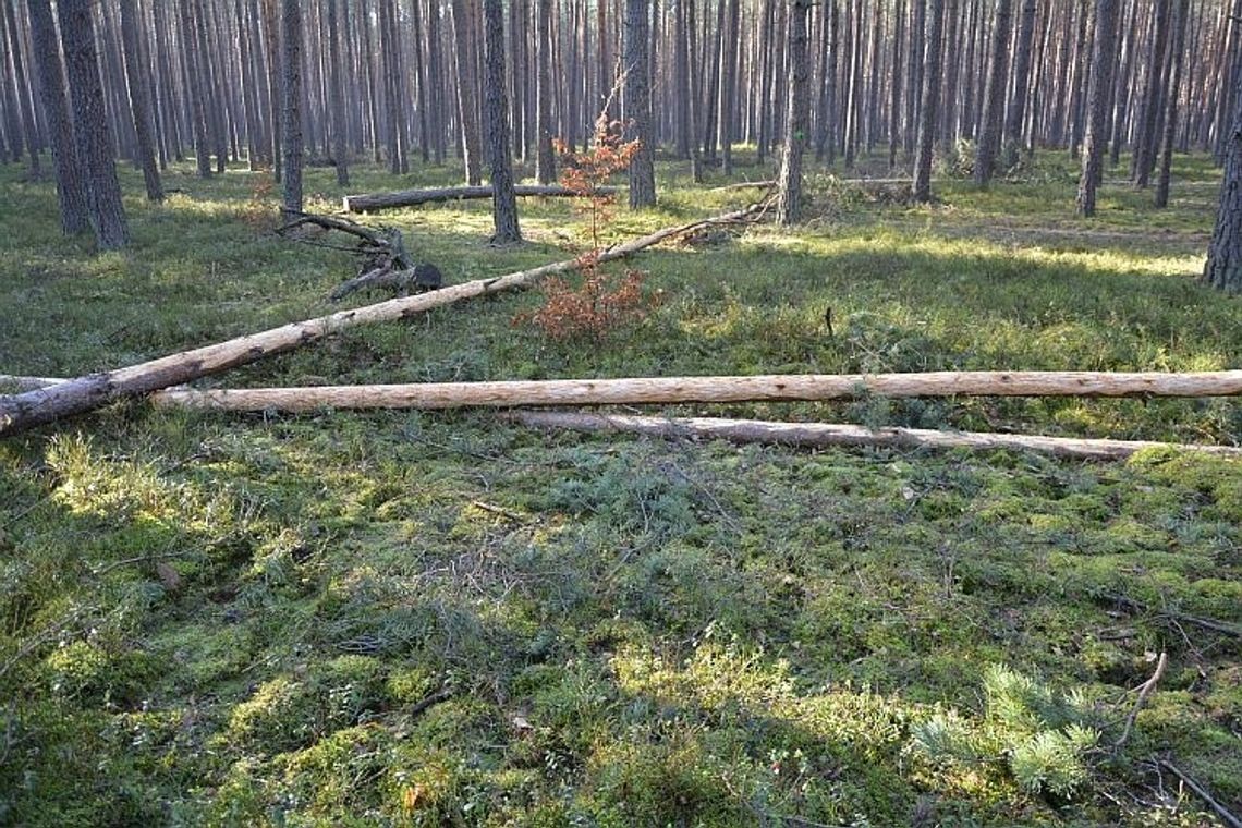 Ochrona młodego lasu przed spałowaniem i zgryzaniem