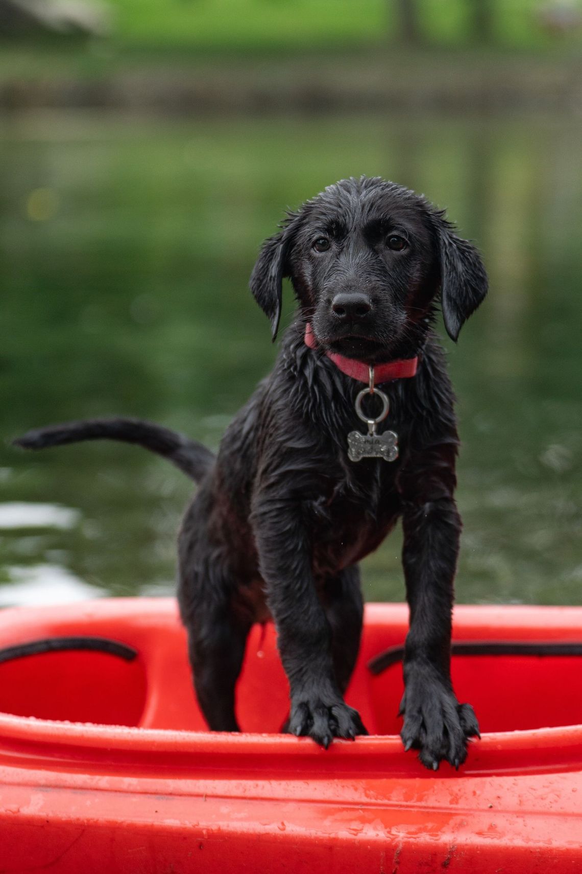 Ogólnopolski Dzień Dogoterapii Ogólnopolski Dzień Dogoterapii