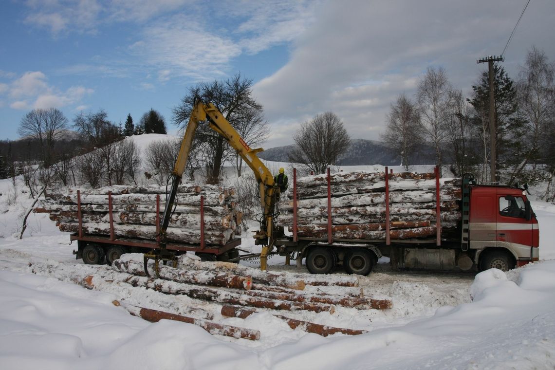 Ponad 2 mln m sześc. drewna z lasów podkarpackich trafi na rynek