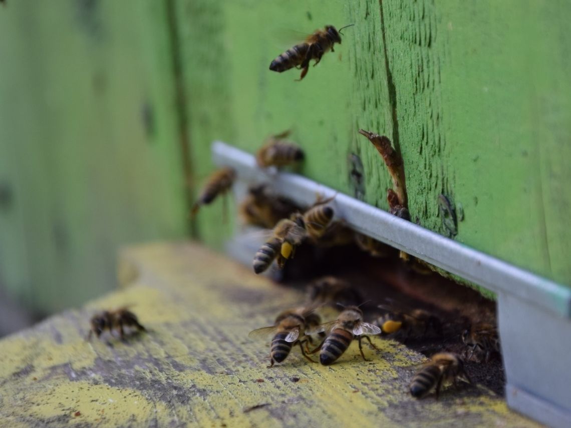 Pszczoły wracają do lasu