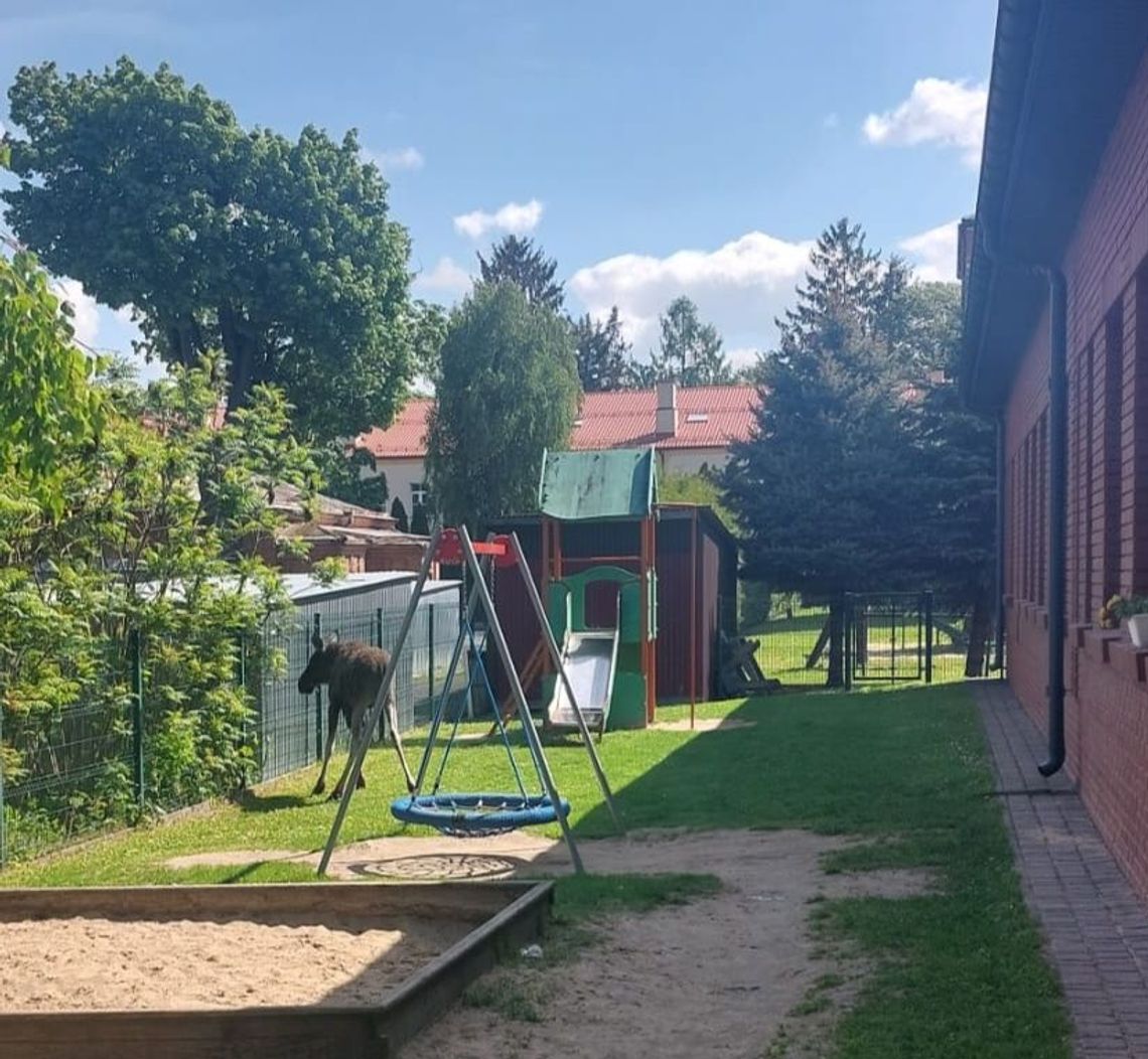 Ranny łoś spacerował po mieście