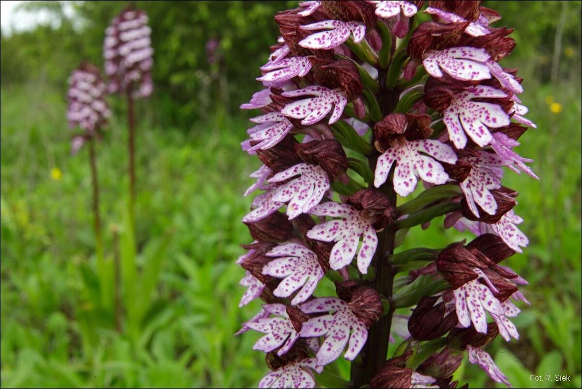 Rezerwat "Borowa Góra" Rezerwat "Borowa Góra"