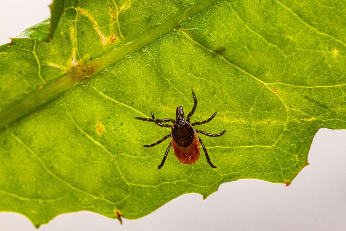 Sezon na kleszcze rozpoczęty. Weterynarze ostrzegają właścicieli zwierząt Sezon na kleszcze rozpoczęty. Weterynarze ostrzegają właścicieli zwierząt