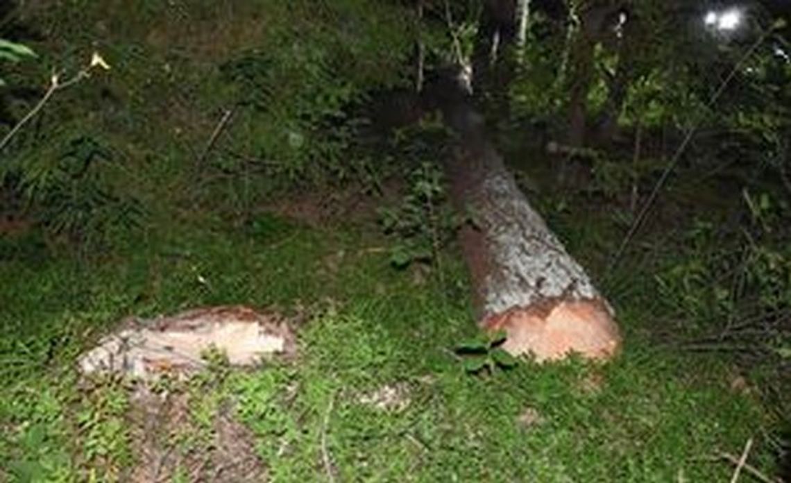 Tragiczny wypadek przy pracach leśnych
