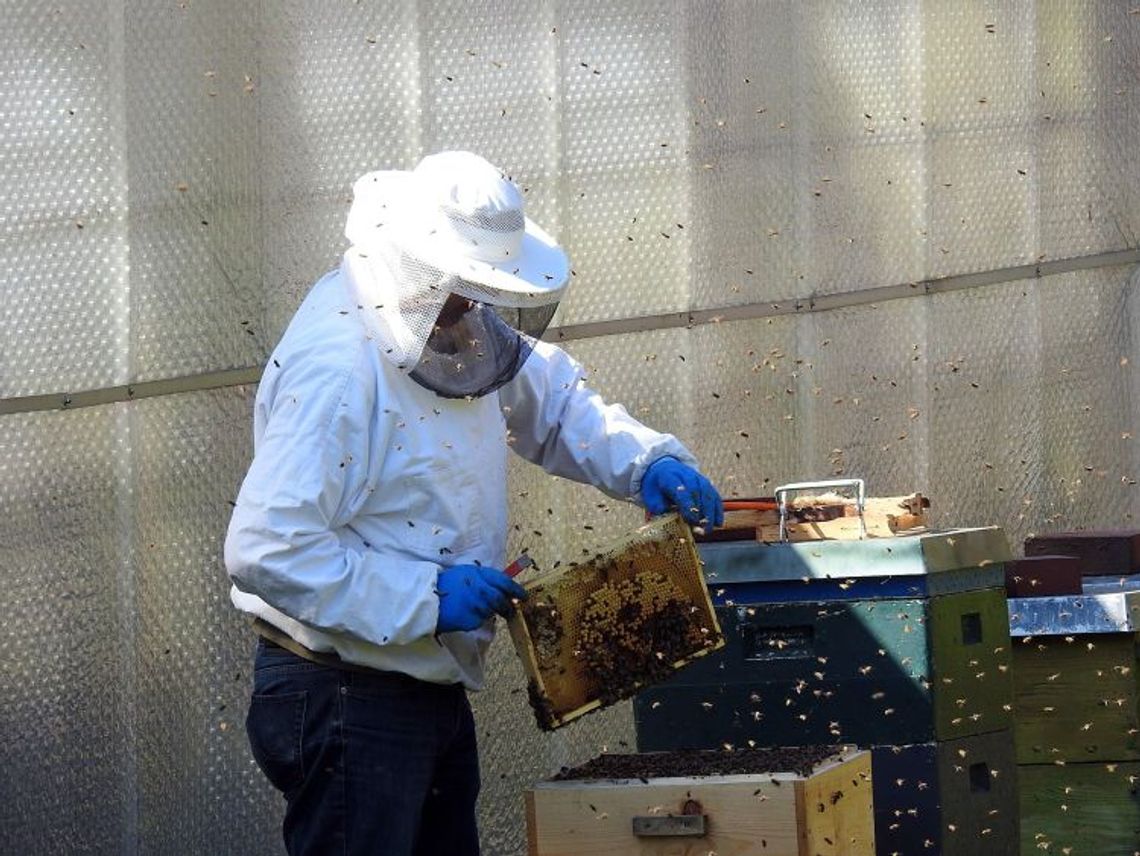 Trwa pomoc dla pszczelarzy