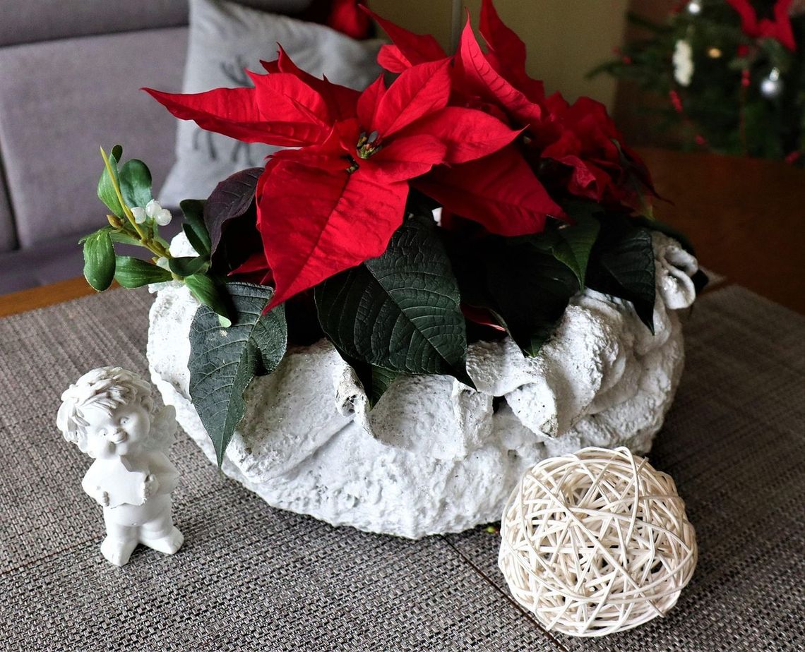 Trwa sezon na najpopularniejszy kwiat świąt. Trwa sezon na najpopularniejszy kwiat świąt.