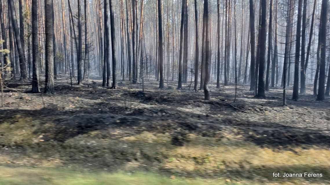 Trwa walka z żywiołem w Puszczy Solskiej. Ogień zbliża się do Józefowa Trwa walka z żywiołem w Puszczy Solskiej. Ogień zbliża się do Józefowa