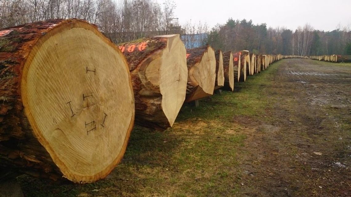 W Nadleśnictwie Krasnystaw sprzedano cenne drewno