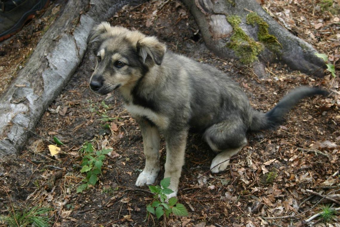 W tomaszowskich lasach znaleziono psa