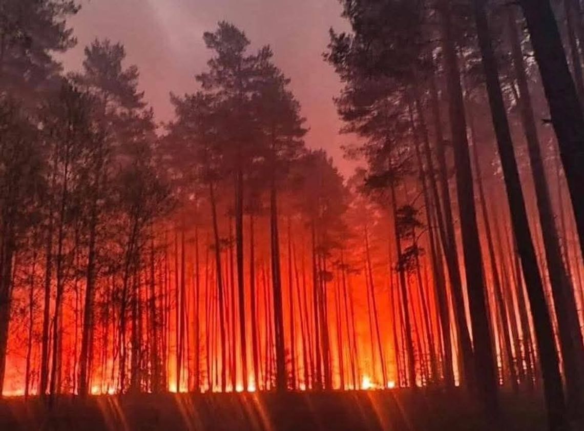Wielki pożar biłgorajskich lasów Wielki pożar biłgorajskich lasów