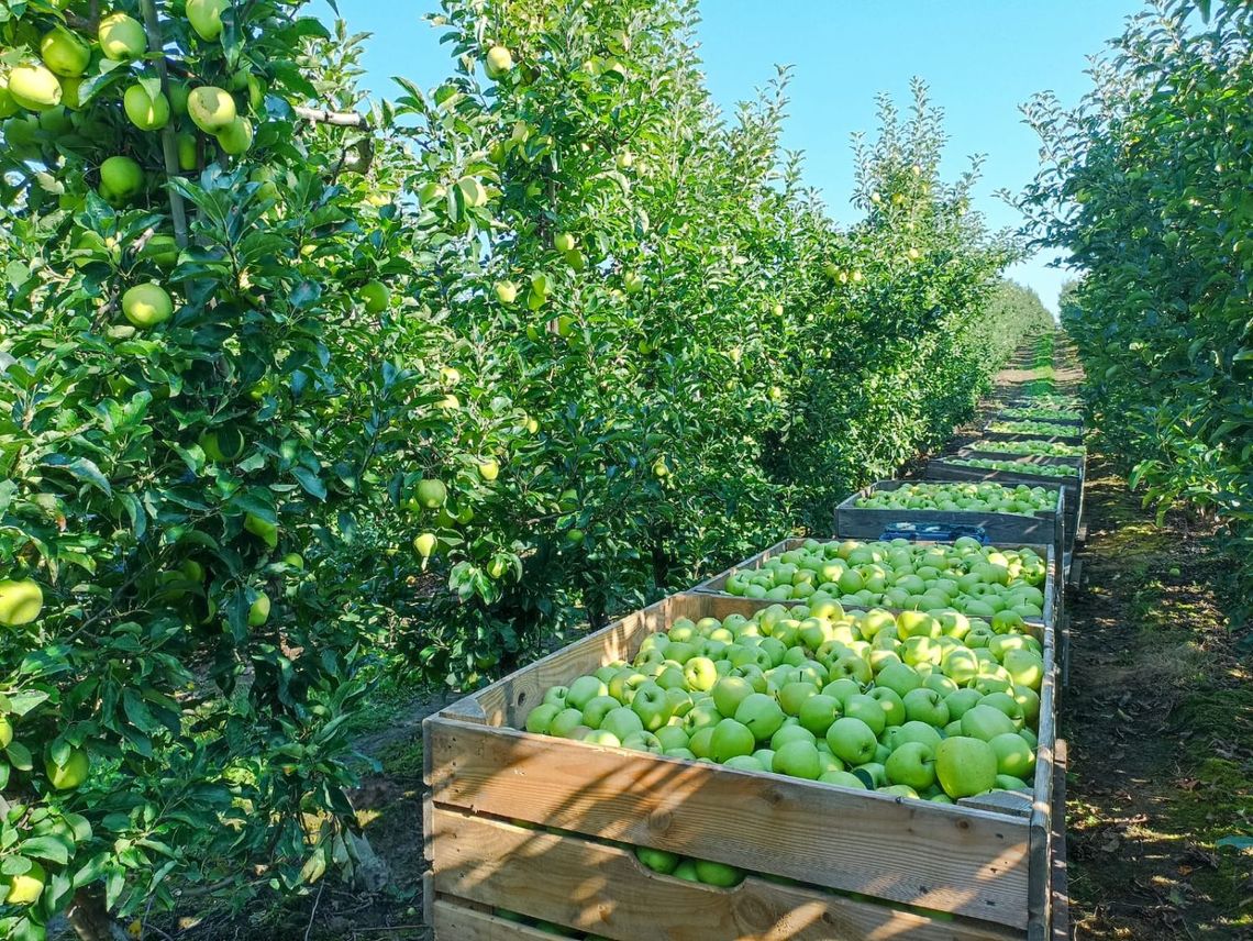 Zakończył się zbiór jabłek Zakończył się zbiór jabłek