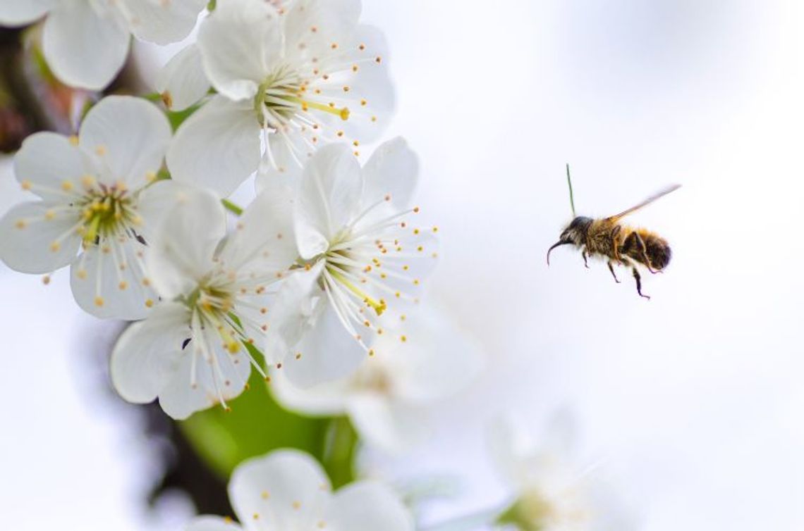Zimna wiosna - pszczoły osłabione