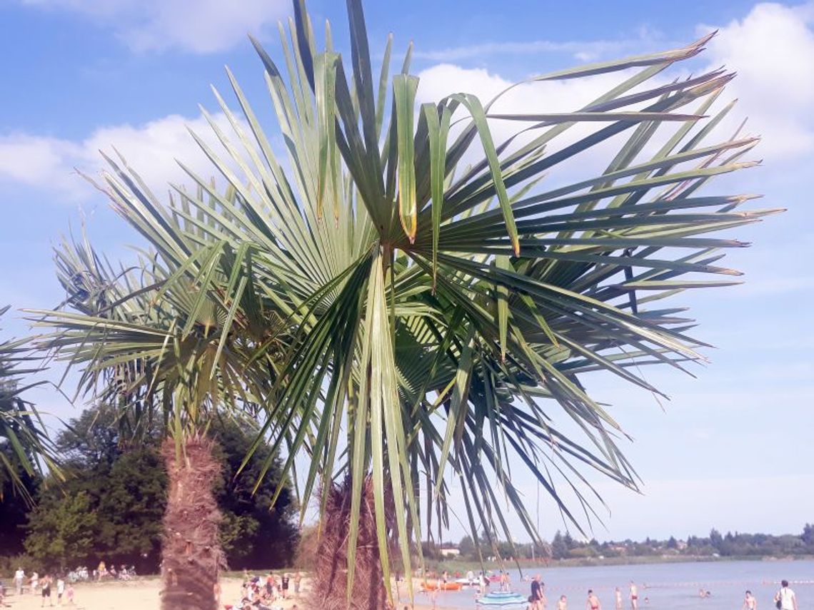 Żywe palmy nad zamojskim zalewem