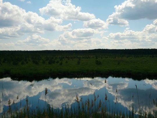Imielty Ług - rezerwat torfowiskowy w Nadl. Janów Lubelski