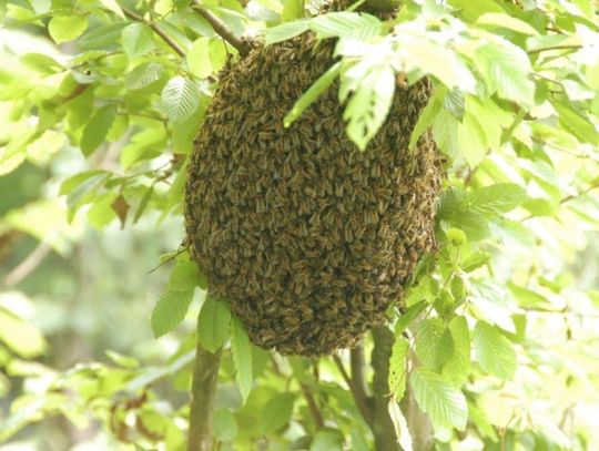 Pszczoły - czyściochy z Nadleśnictwa Mircze